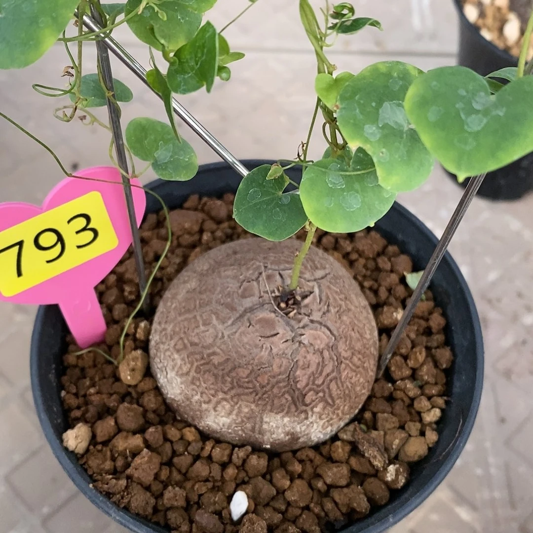 南非龟甲龙龟甲龟