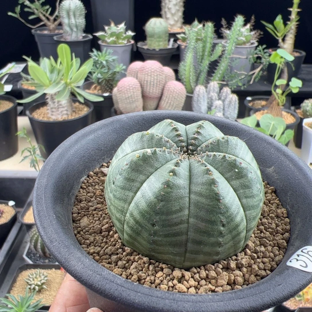 欧布实生5.1一物一拍带盆发