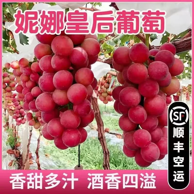 几维云南妮娜皇后葡萄礼盒，3斤毛重，红宝石葡萄无籽红提2斤净，新鲜应季水果空运云南省
