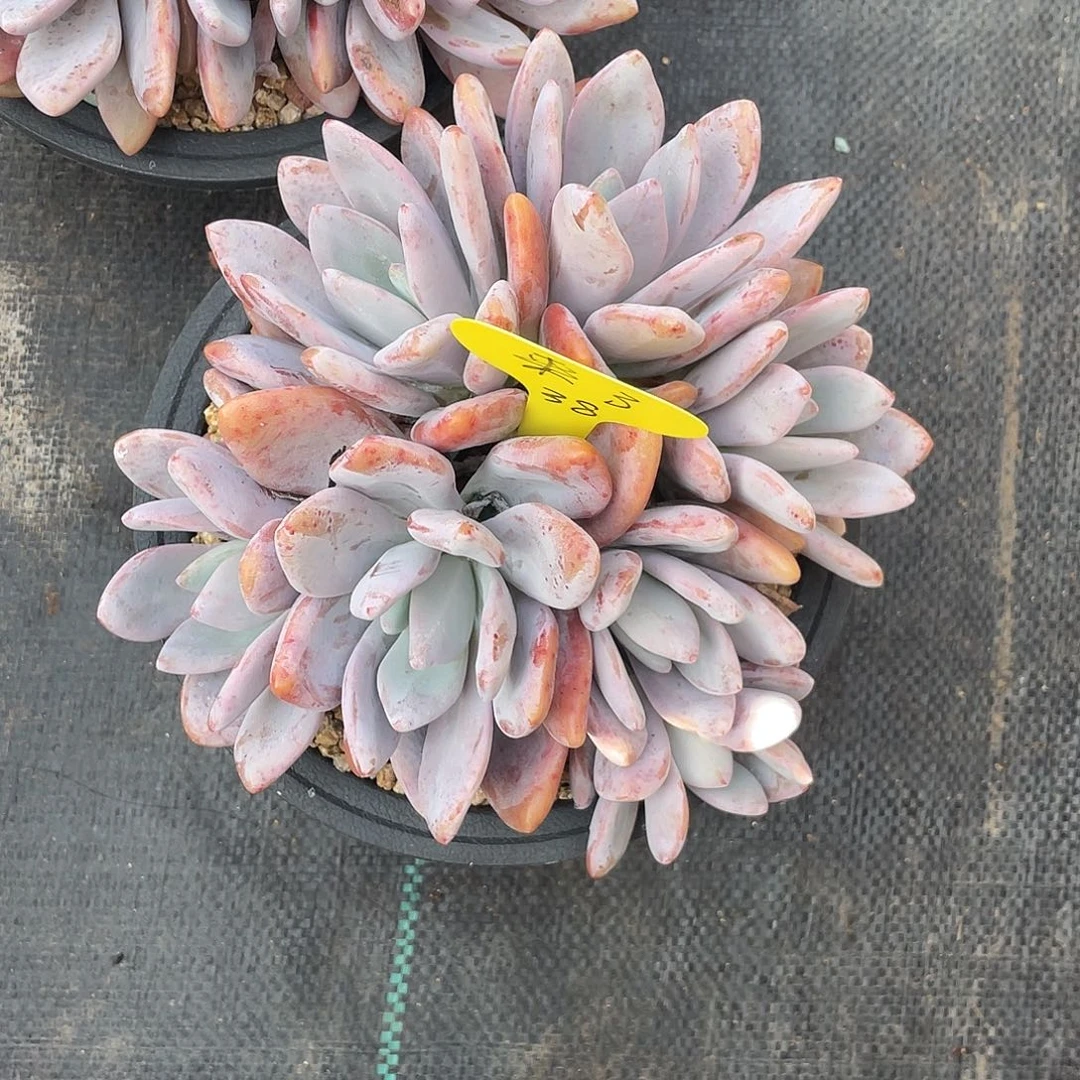 *****粉兔群生无砍无摘