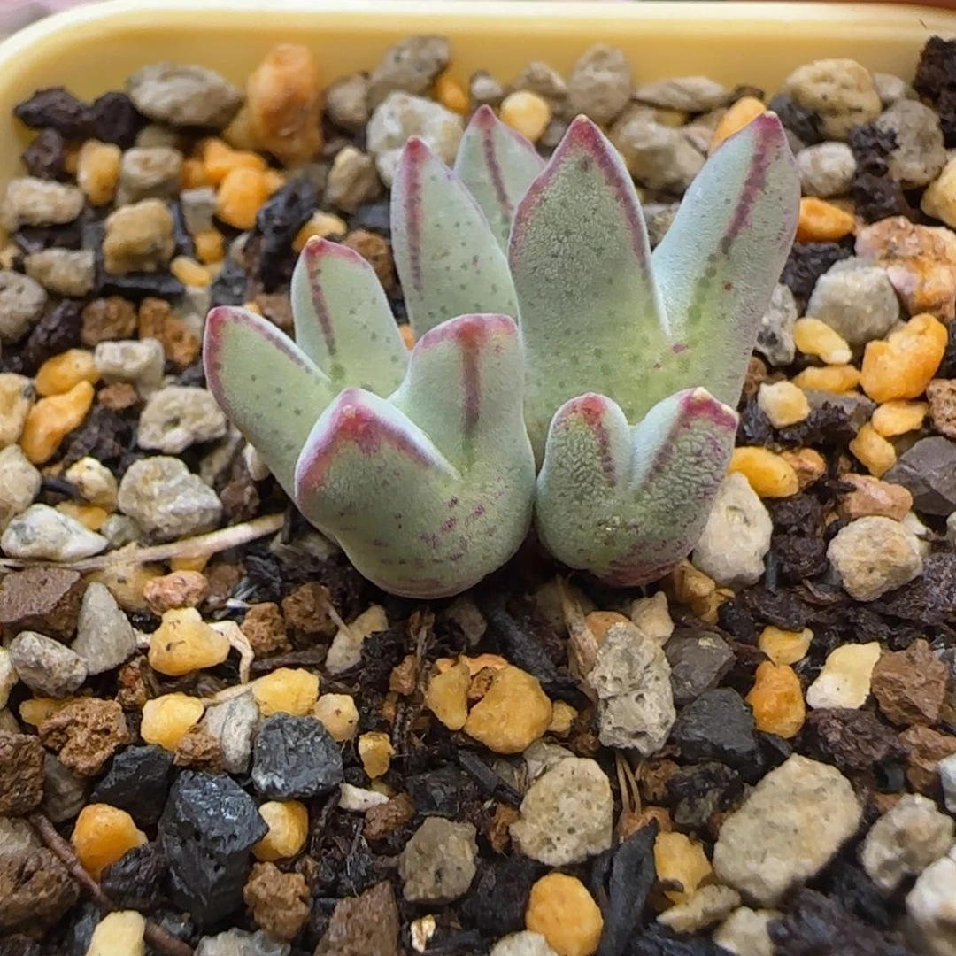 可***米猪蹄多肉植物一颗