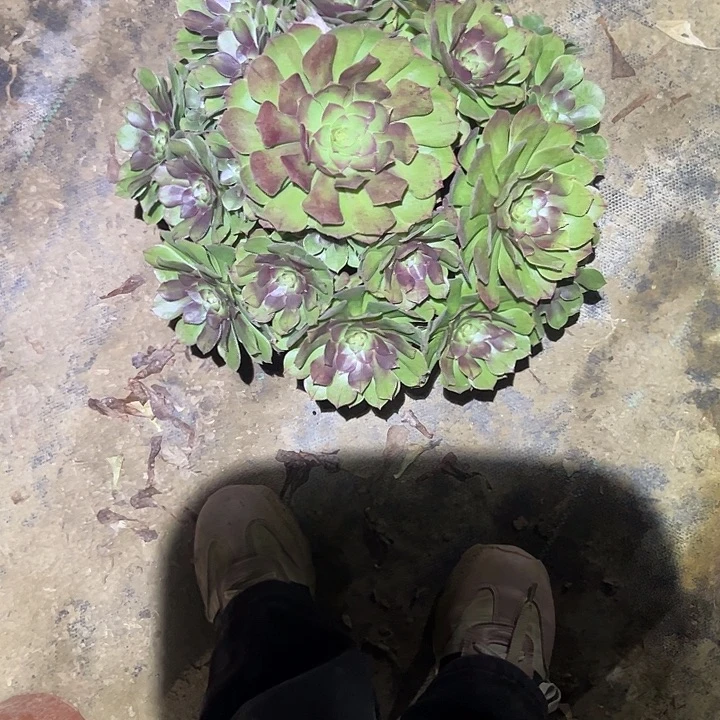 不包侧枝一物一拍99