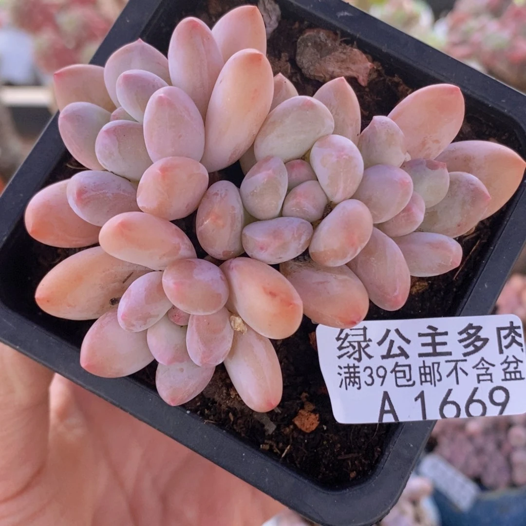 香水8cm1669多肉植物