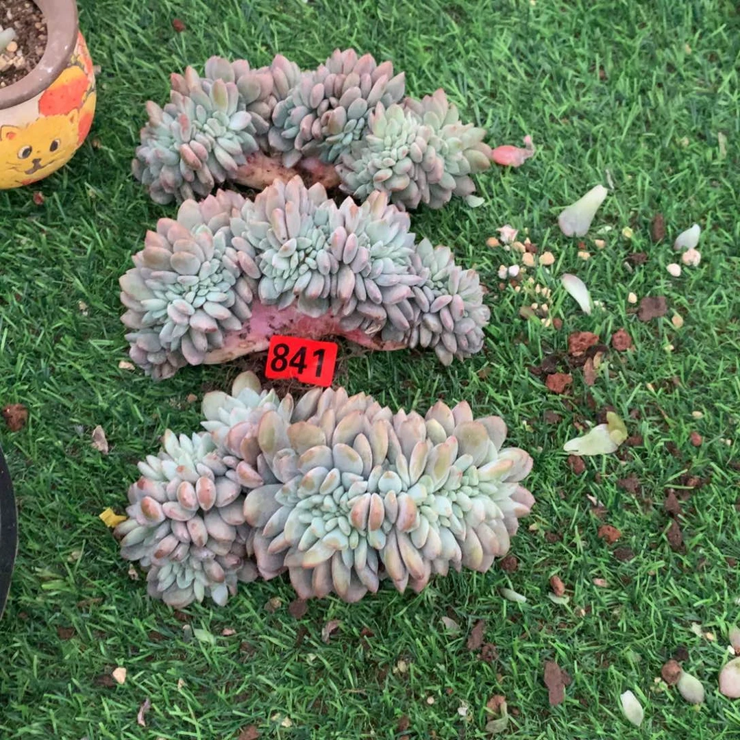 841橙子1111111111111