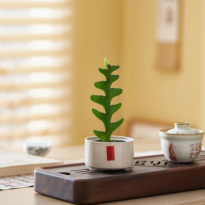 鱼骨令箭仙人掌多肉植物办公室内防辐射绿植花卉新手好养桌面盆栽