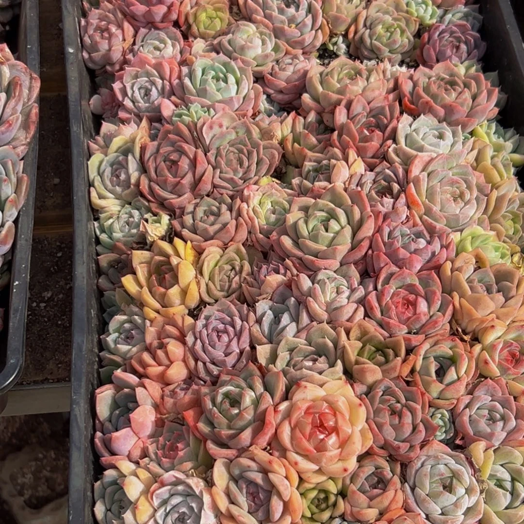 789大热天的一天从早上开始