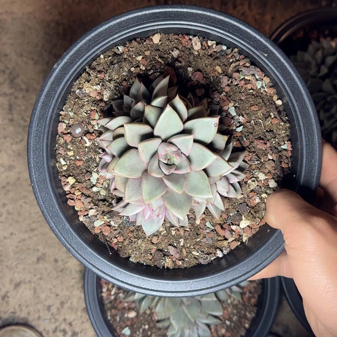 懒****2琅琊多肉植物 000000