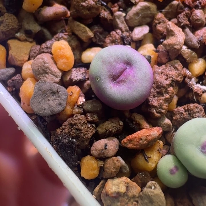 29号比特嘴单头0.6