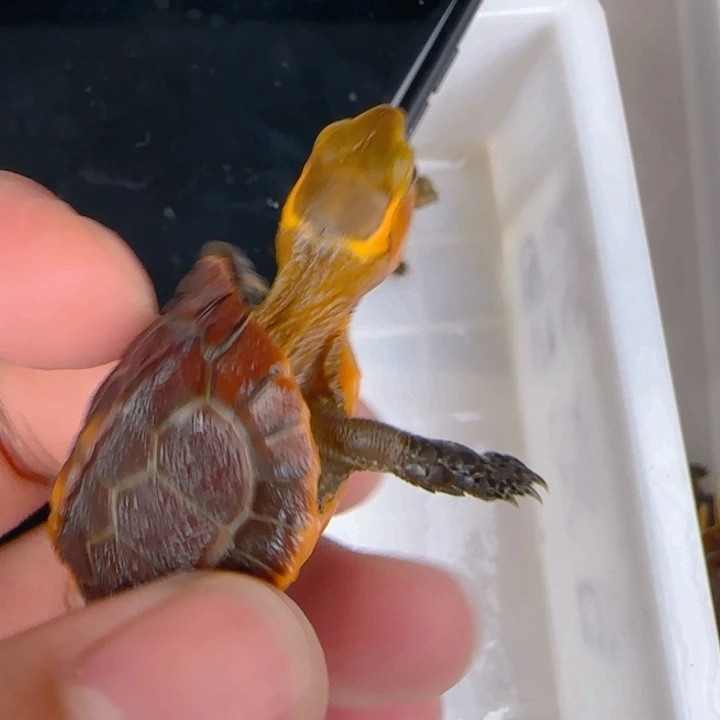 母宠物龟帝王安缘