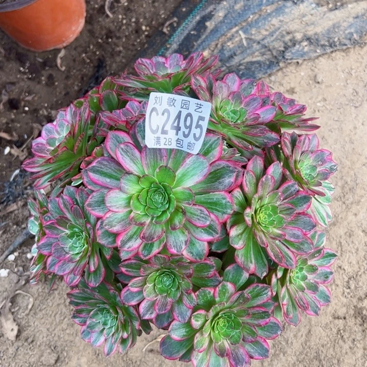 莲花多肉植物法师2495