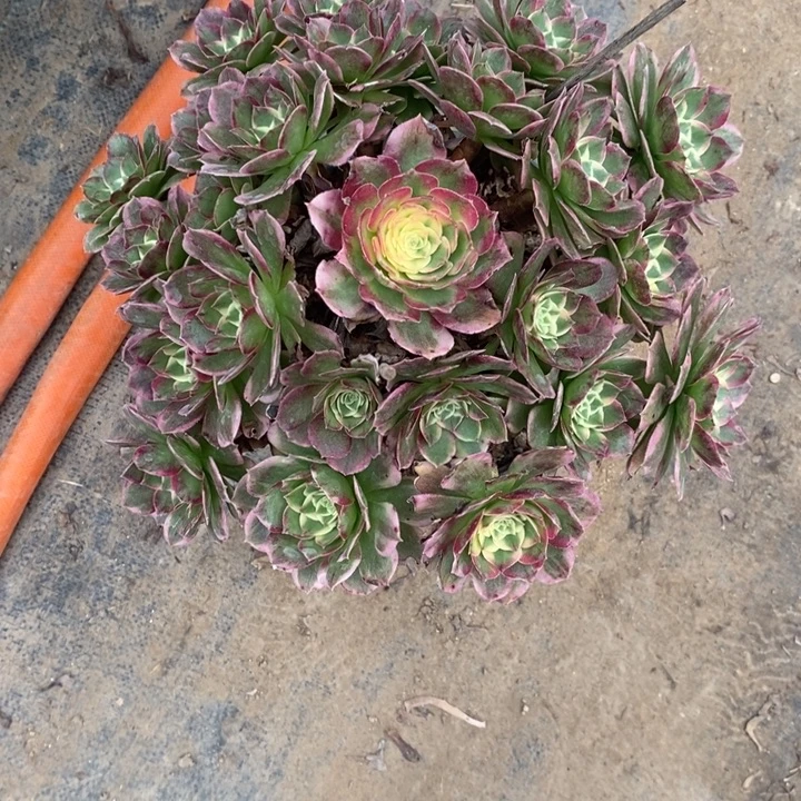 海王35多肉植物法师