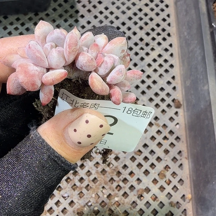 72 号到手1框江北多肉