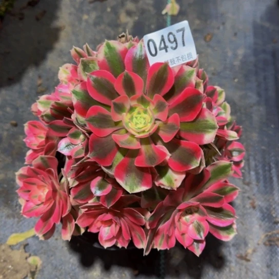 粉女巫04977777777777