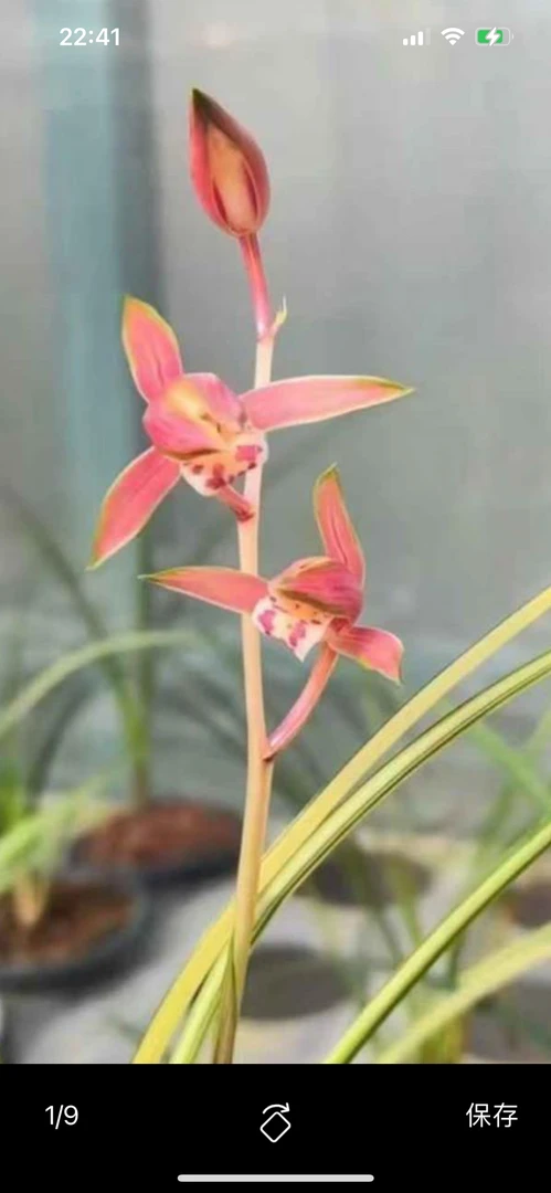 秋芝 （仙湖霞光） 2苗连体特壮