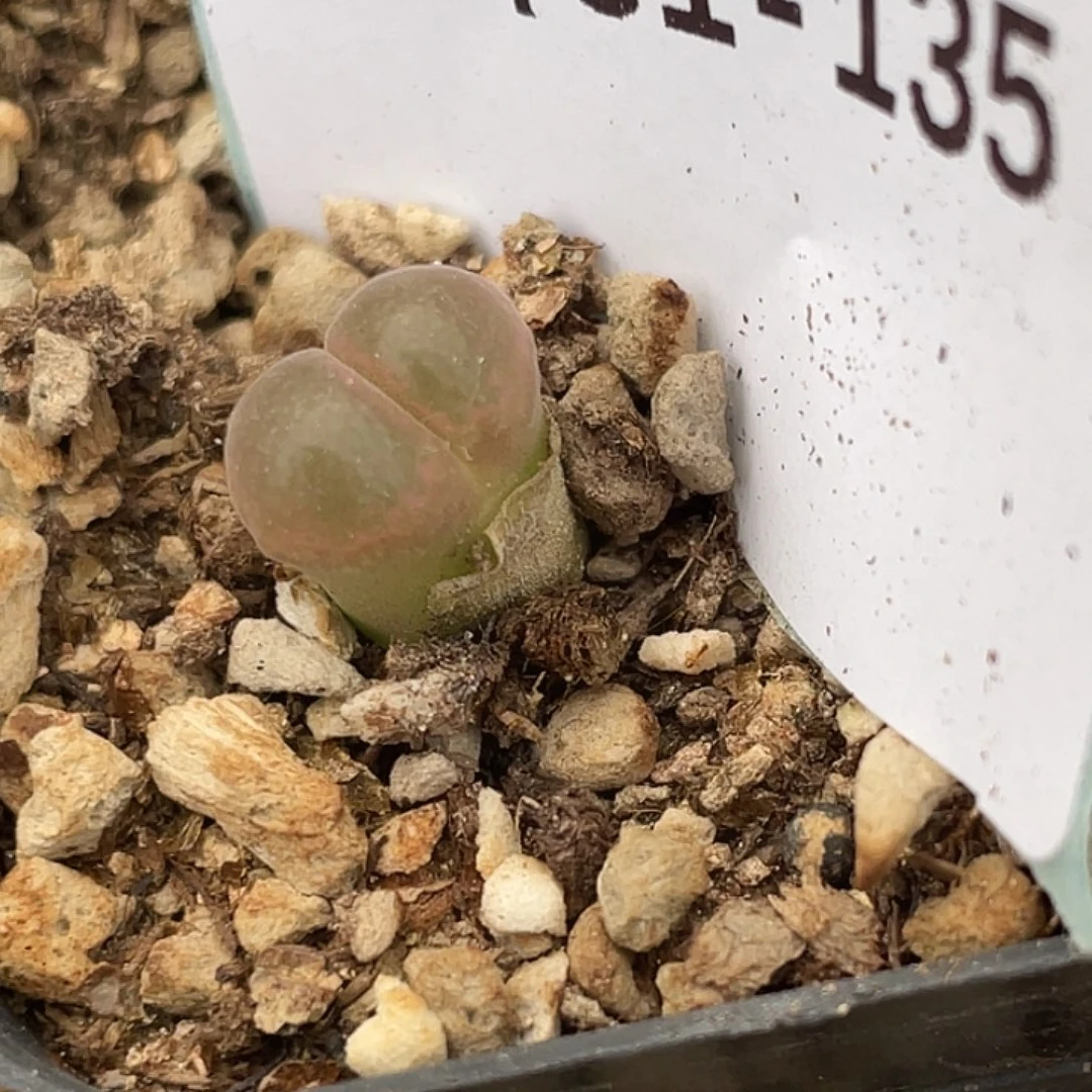 31-135小苗c10多肉植物