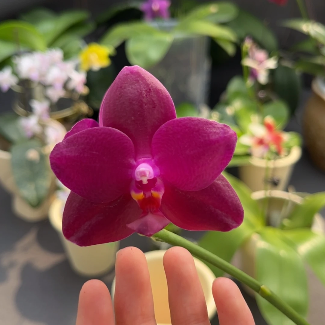 完全开放5寸swrm908开花株（根少）
