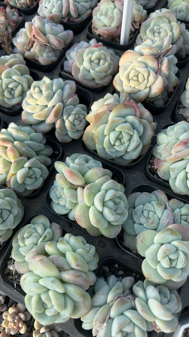 冰玉群多肉植物 脱土