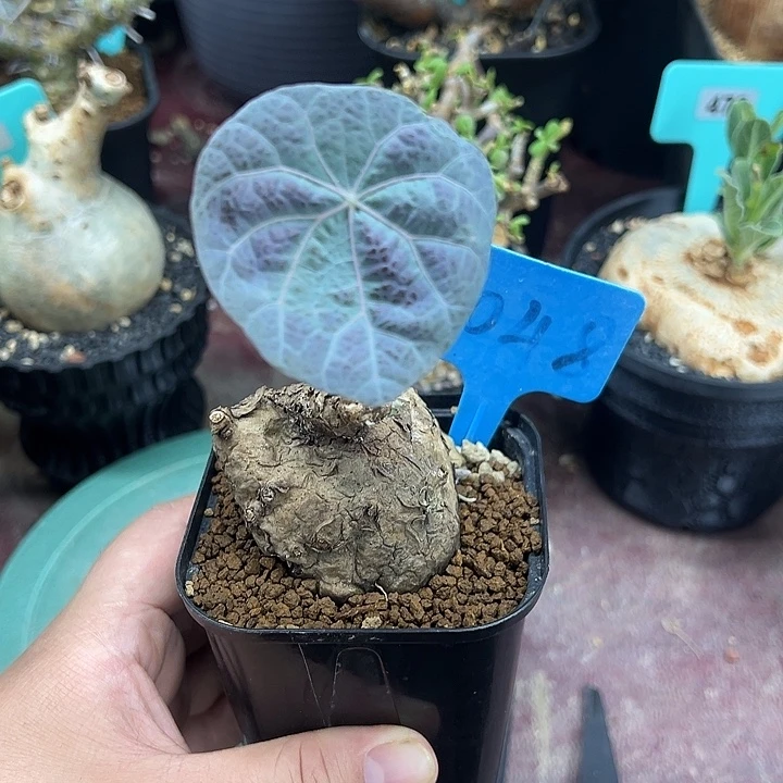 一叶龟产地多肉植物