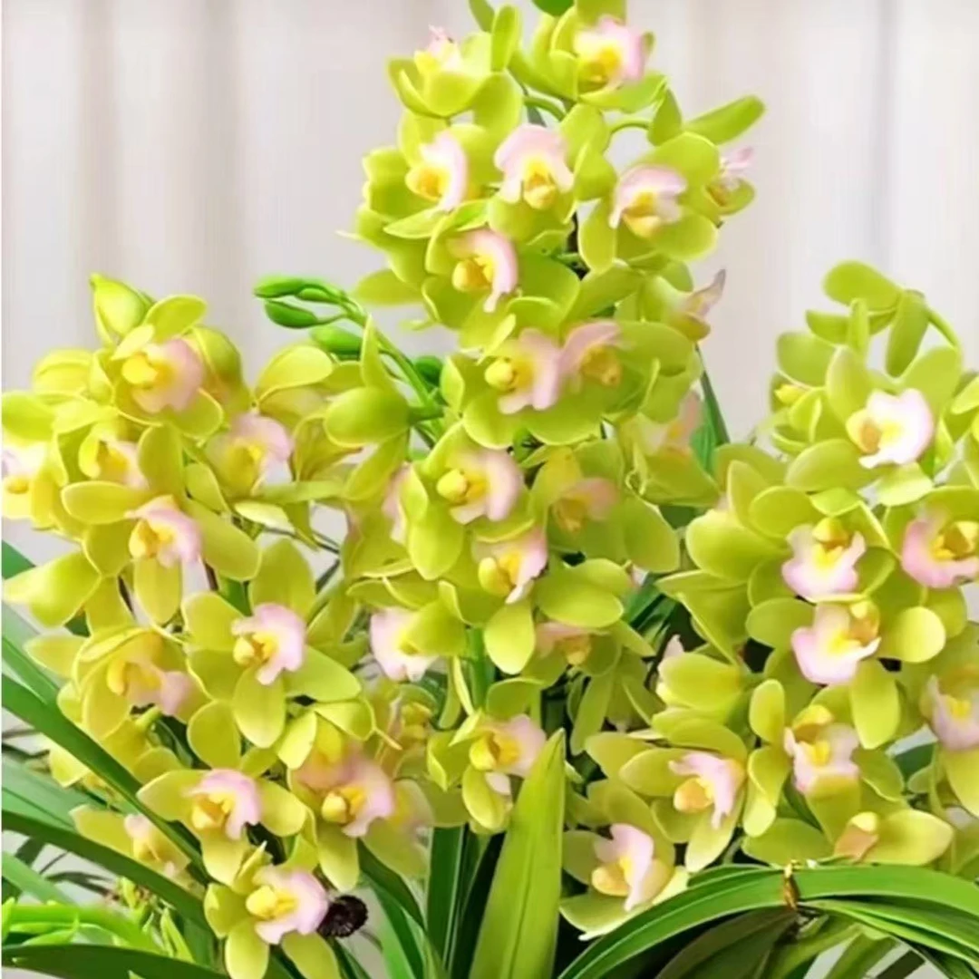 兰花-国兰名品【香水香兰带3-4花剑】 室内外绿植盆栽 浓香型