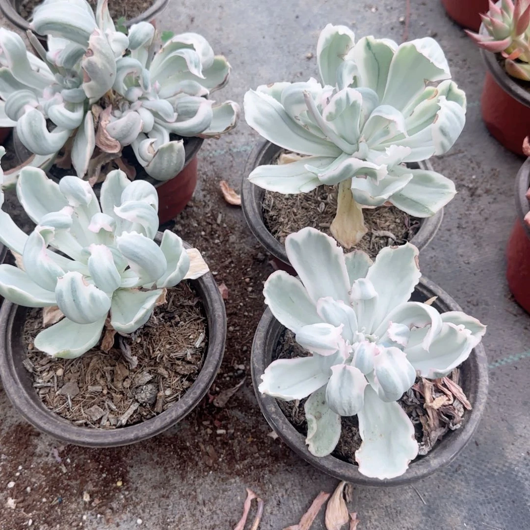 无花朵伯克利锦大单头老桩多肉