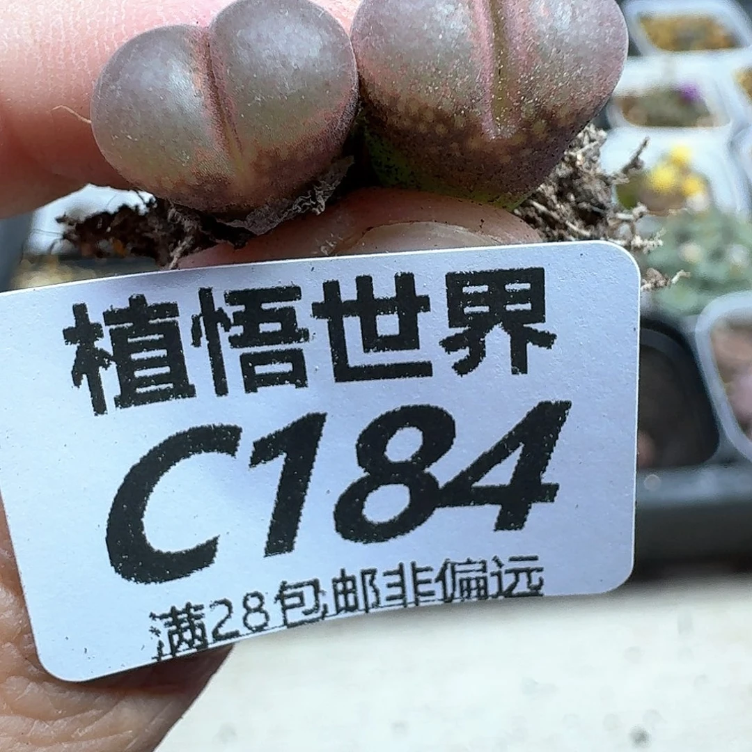 多肉植物的嘴dgbb
