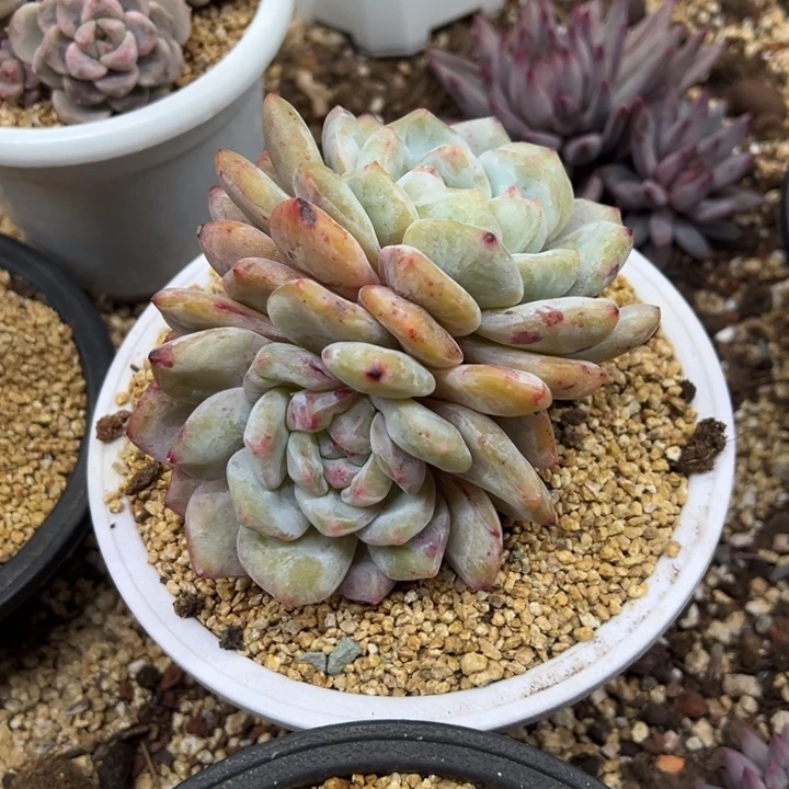 星影石化 夏鸣园艺