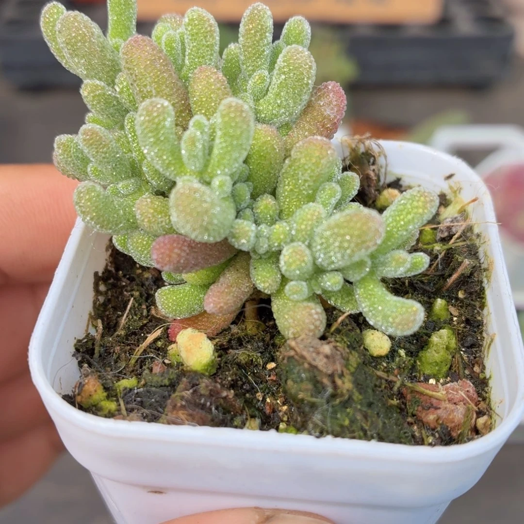 冰晶枝干多肉9.9包邮发货