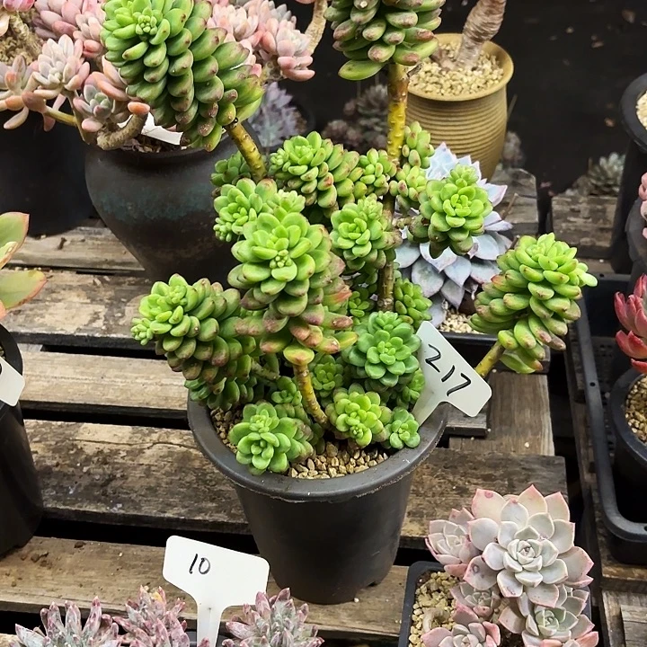 多肉植物，香格里拉217号