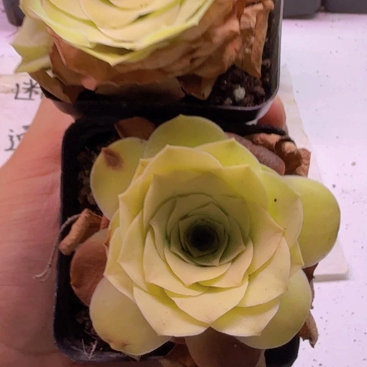 黄金玫瑰一颗开播福利