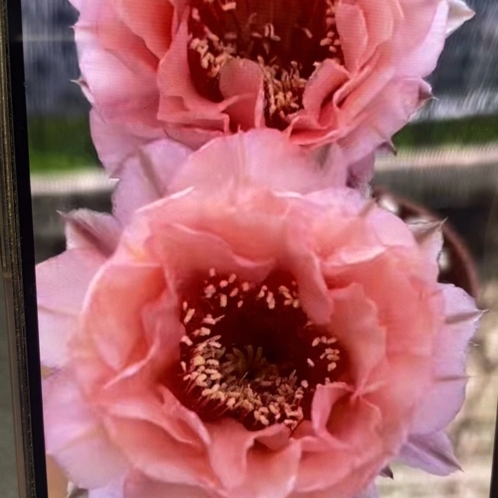 香香2505侧芽5公分左右