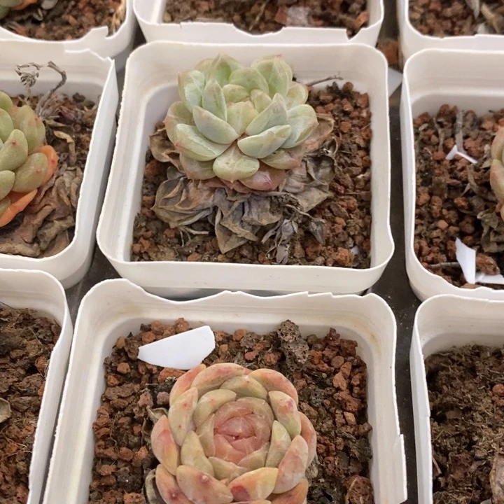 33。白恋。单双混发。