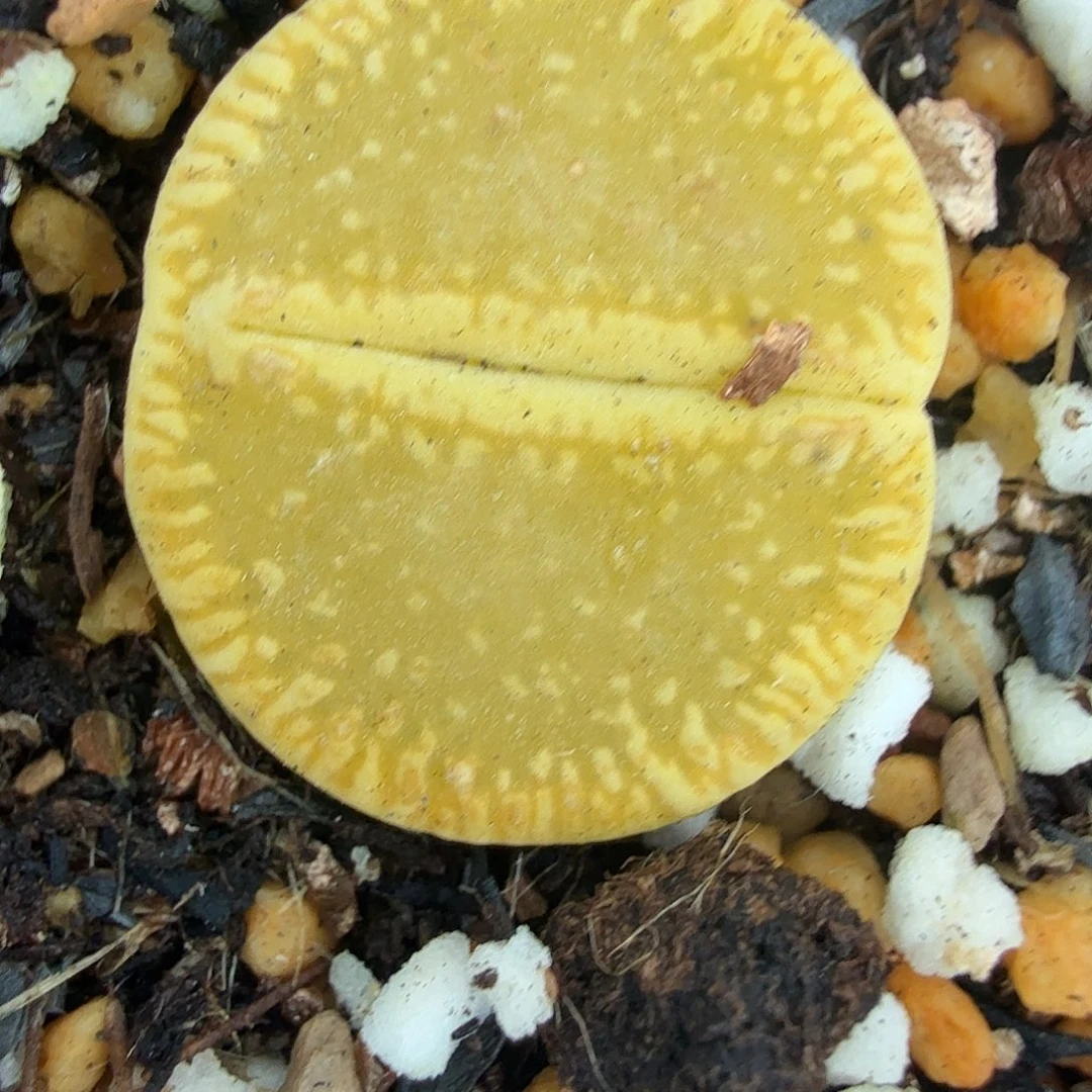 就可以用这笔的时间420不