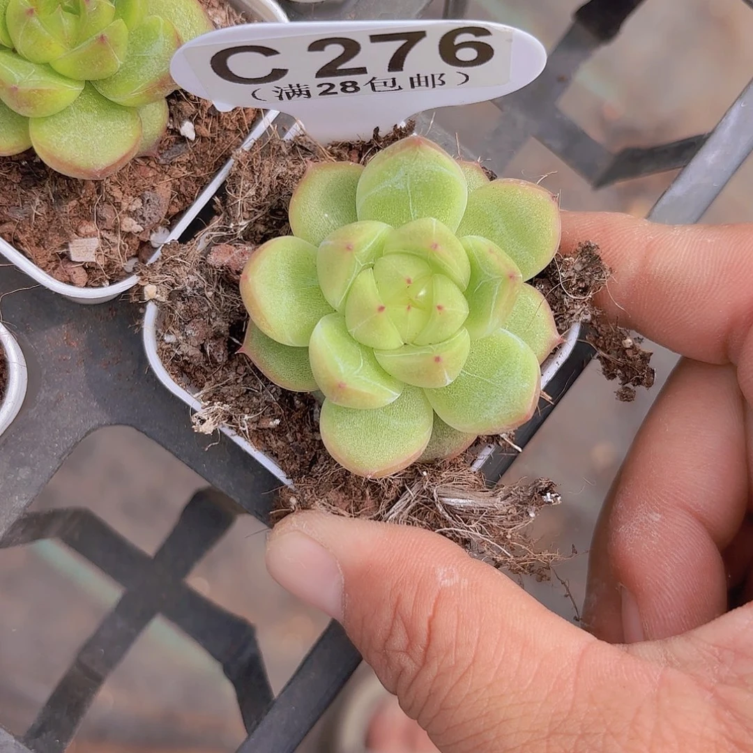C276珍妮一物一拍