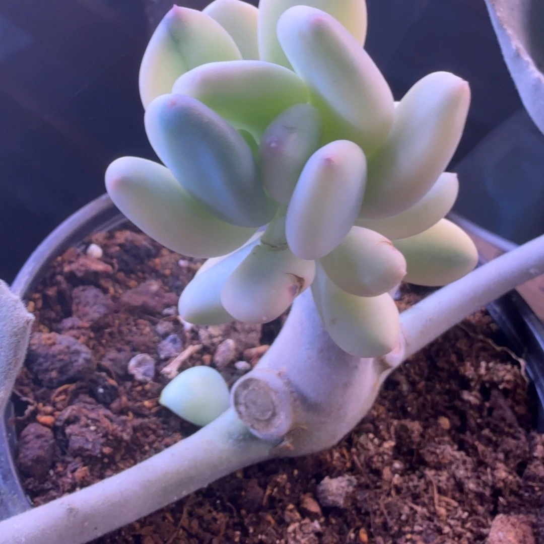 ༺***༻冷 多肉植物锦 多肉