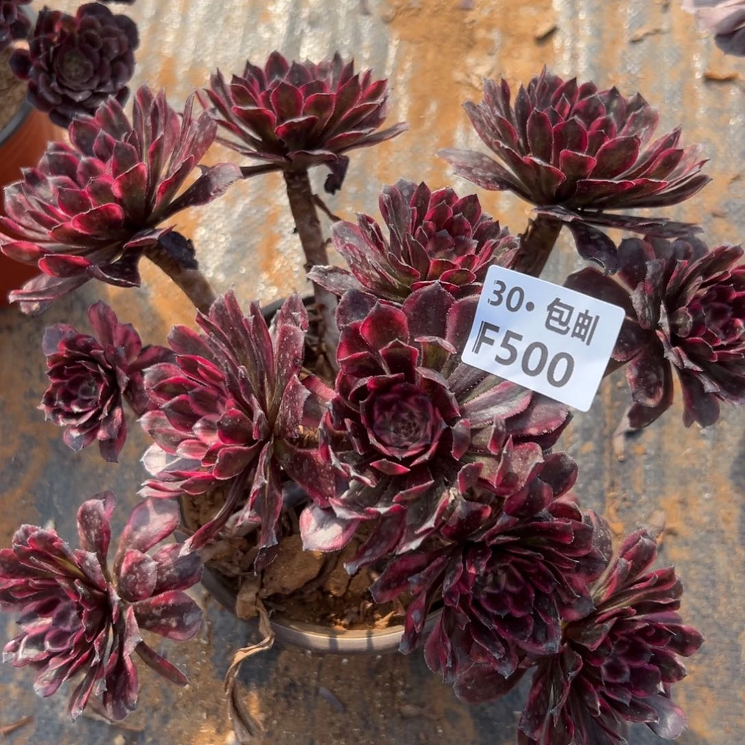 500红金刚多肉法师