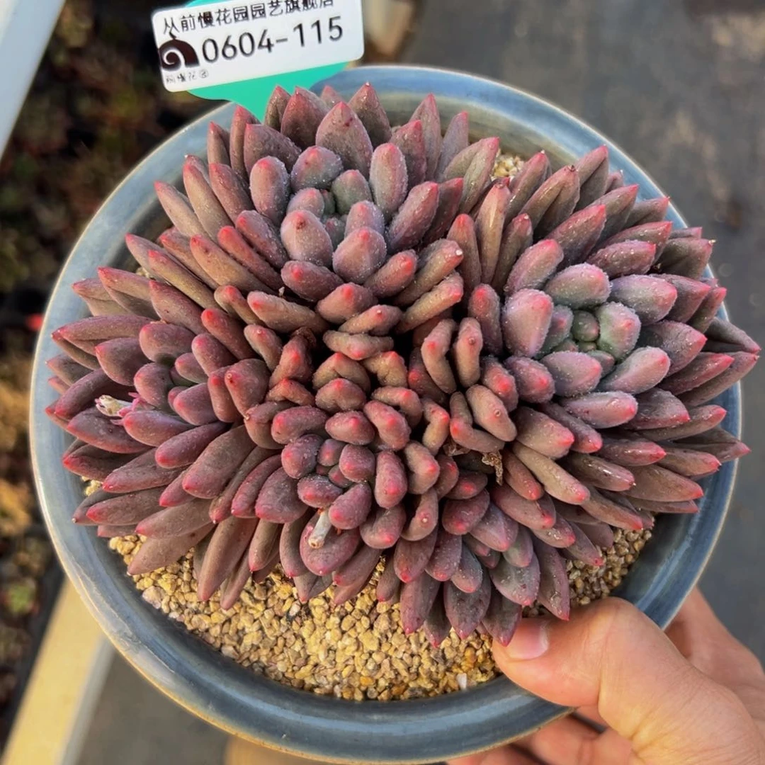 多肉一物一拍0604-115