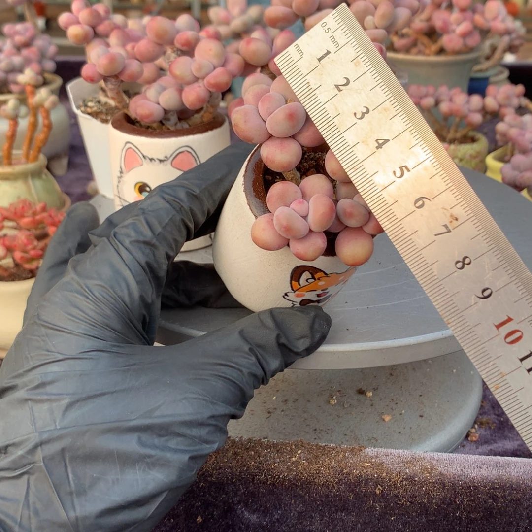 漫***心36号桃蛋不带盆偏远的不包邮的