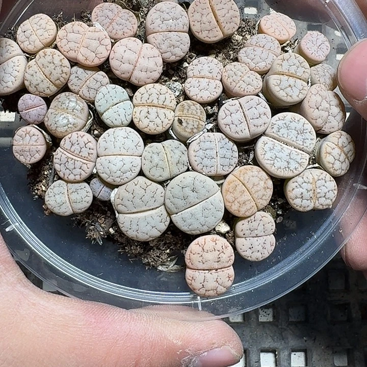 324 多肉植物多肉植物