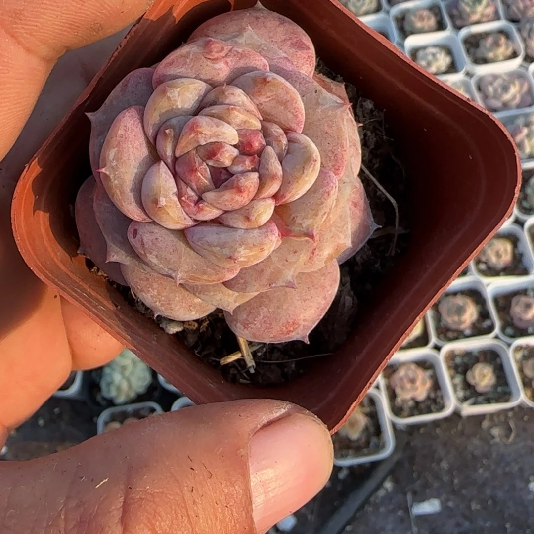 多肉小卡拉米糖心一物一拍