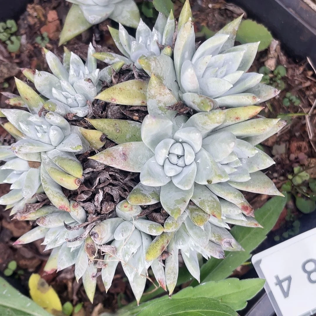 仙女杯老桩多头1984