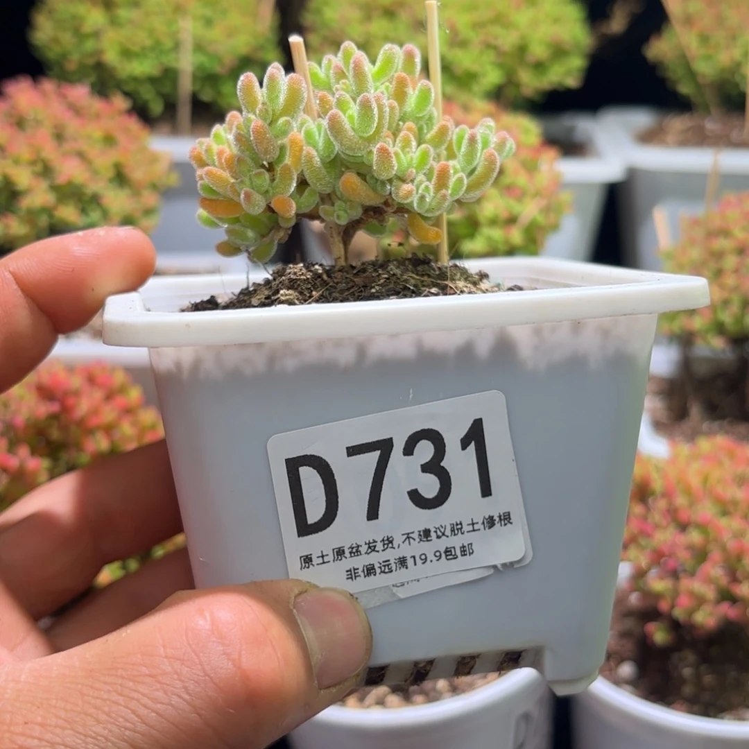 ?**来补差价D731换D741