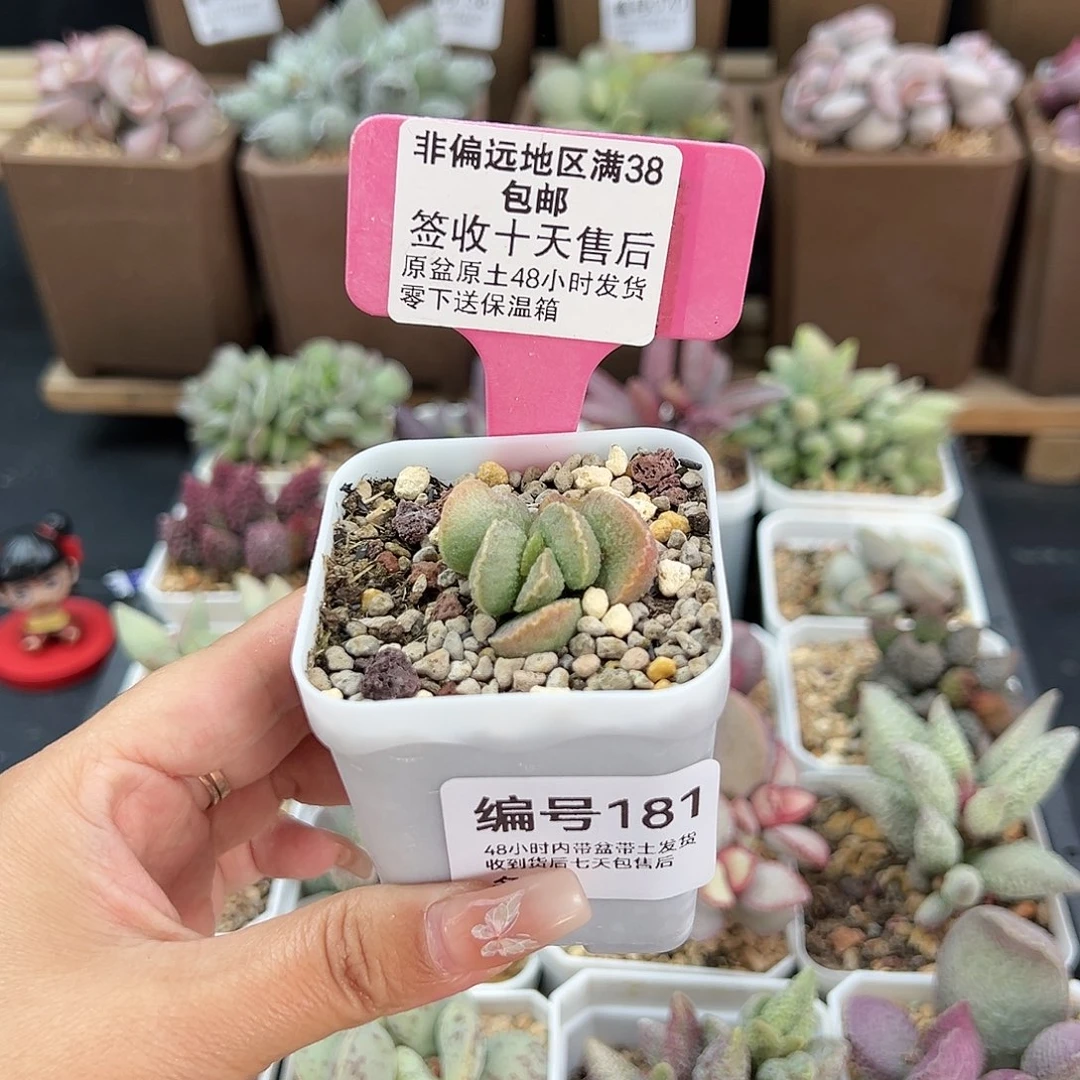 独**下181爱丽丝多肉植物