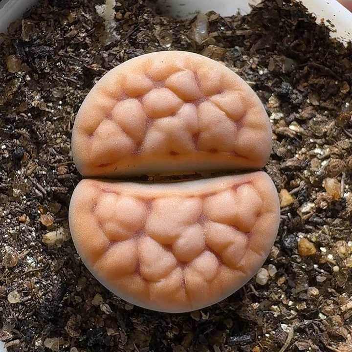 1111生石花。    127