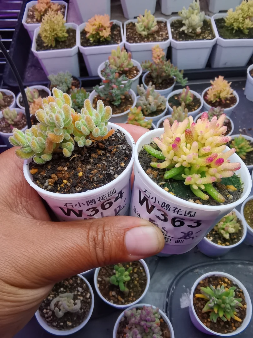每夕多肉植物枝干番杏假飞机猪冰晶杂
