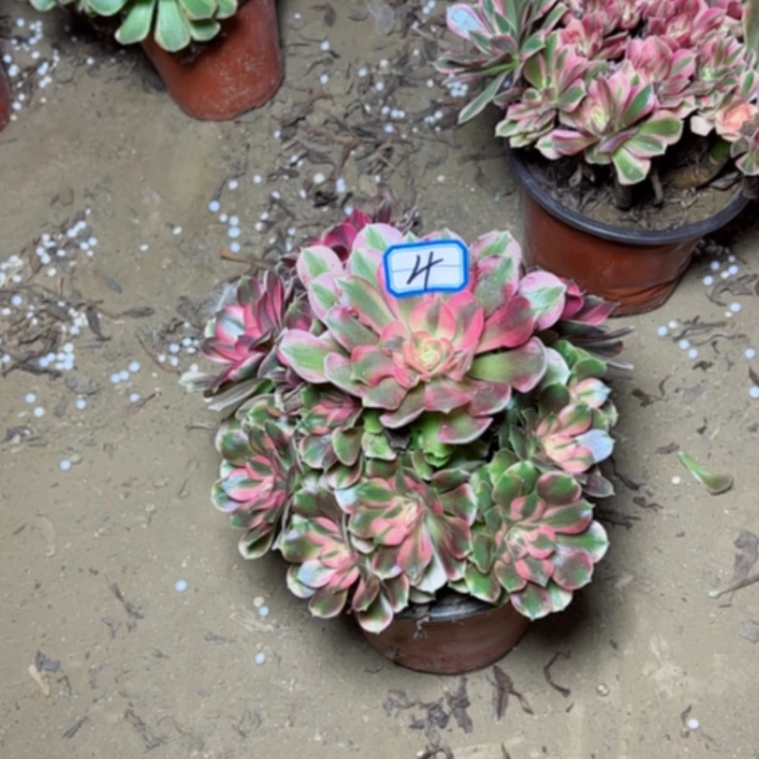 【闪购商品】香飞4