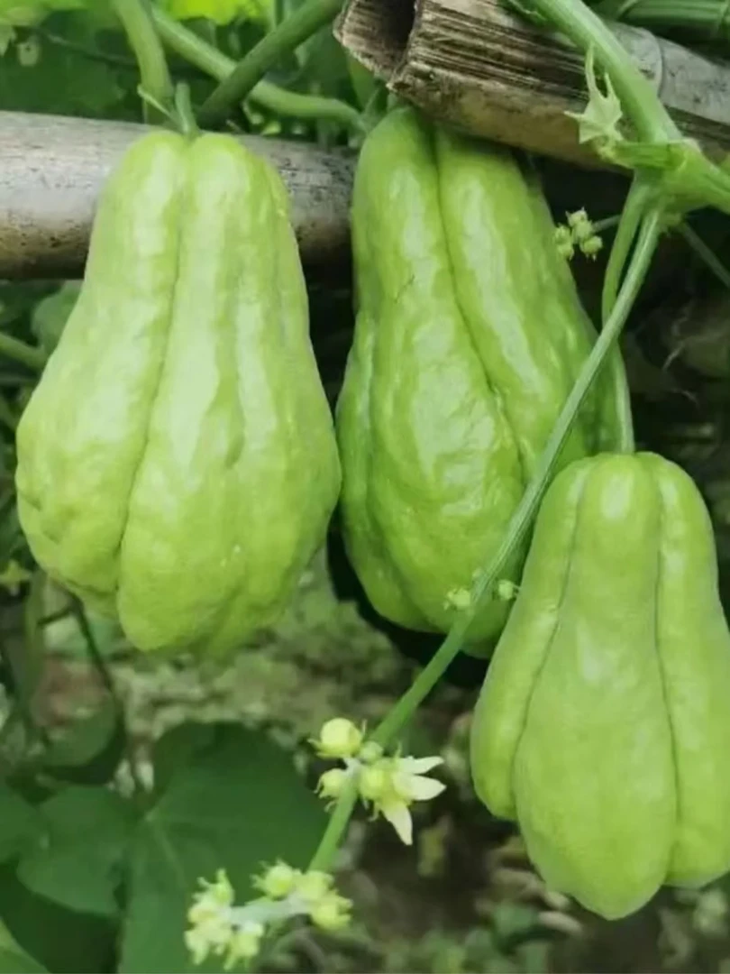 【刀刀山货】云南现摘新鲜佛手瓜当季蔬菜