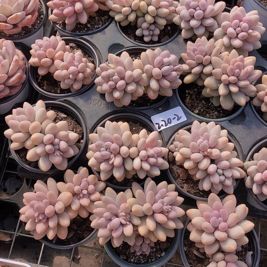 2.20-2-母本汤圆双头福利一颗 量拍