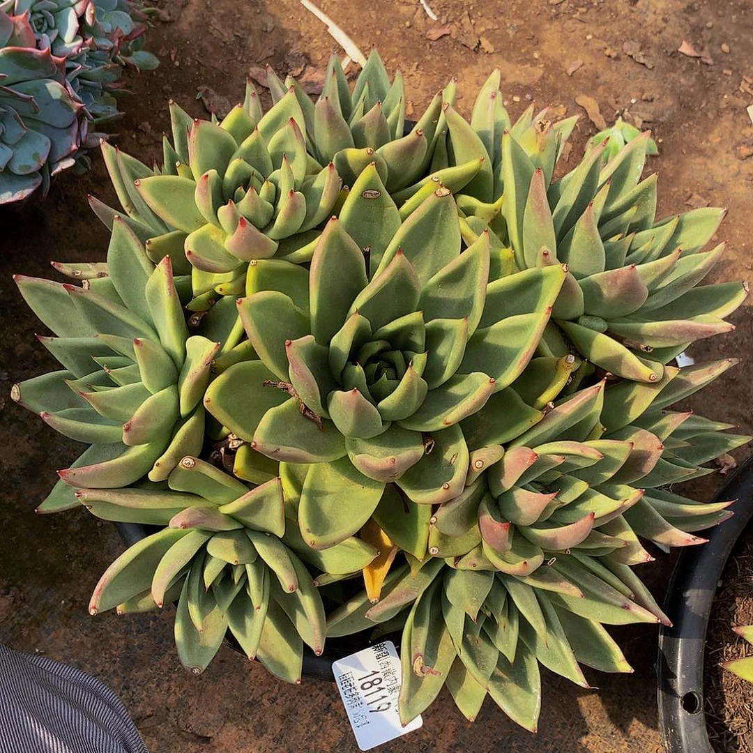 &***@乌木18119多肉多肉