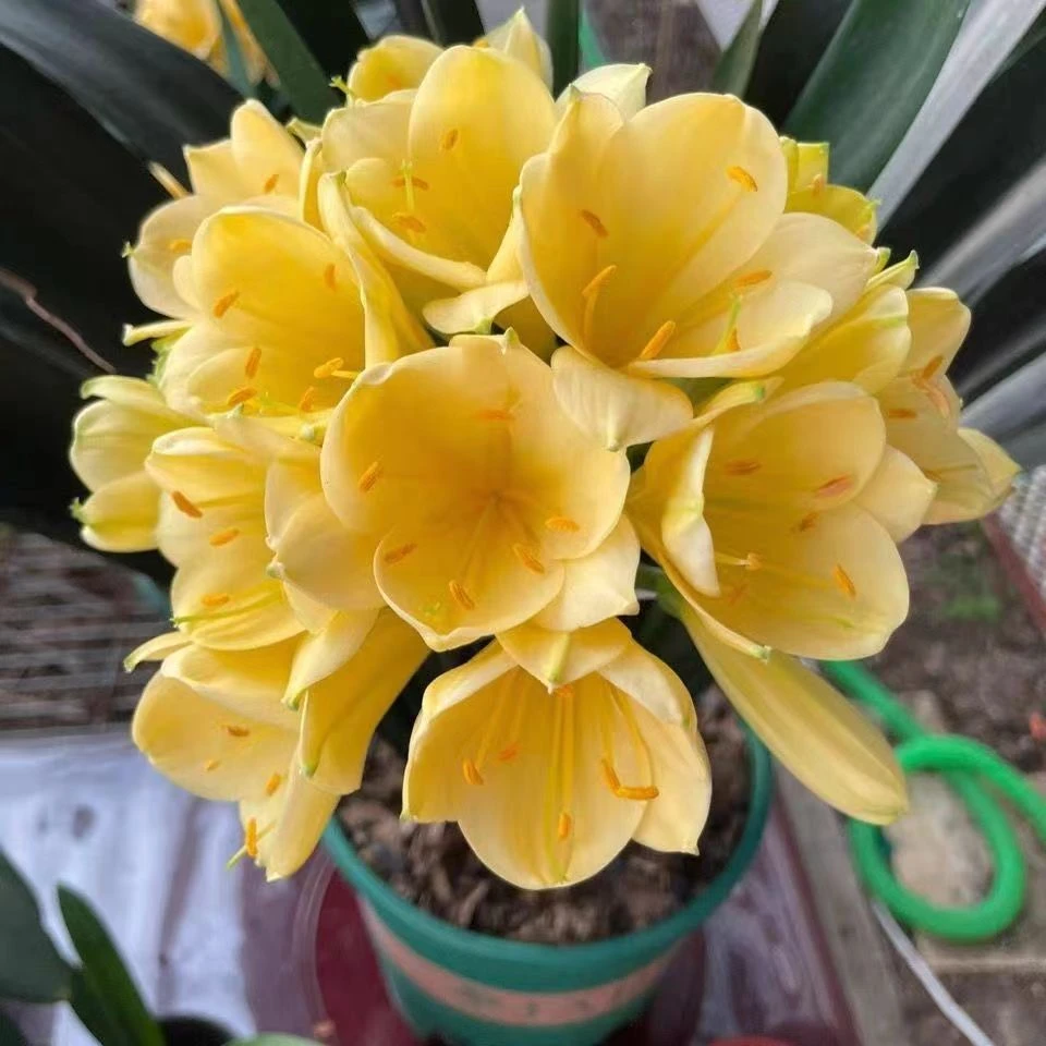 精品君子兰国兰黄花金皇冠~立板宽叶