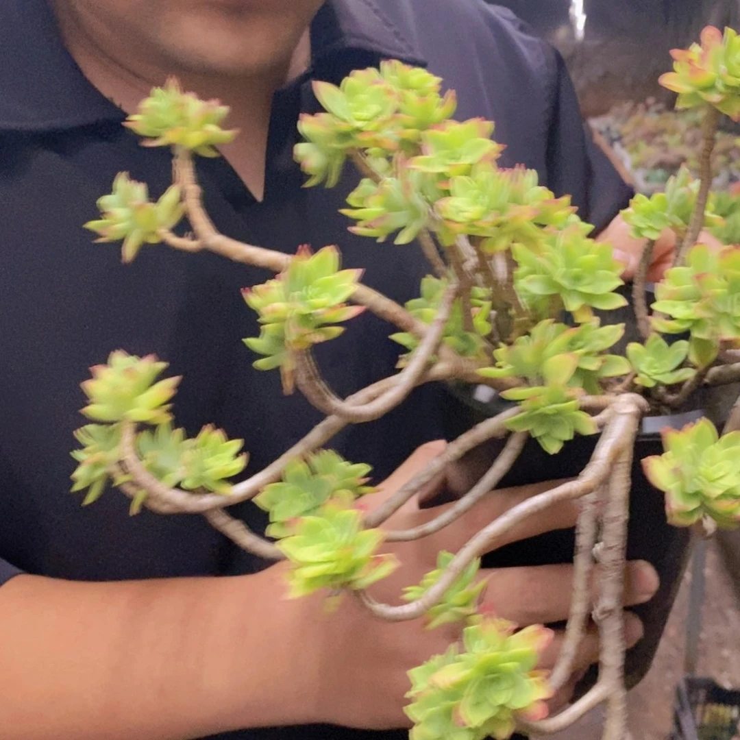 清扬薄化妆大盆，160杯